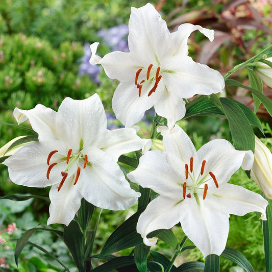 oriental lily casa blanca