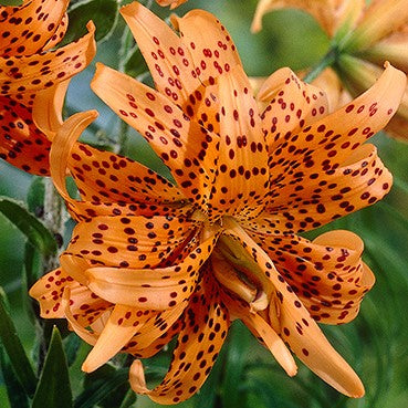 lily double tiger lily