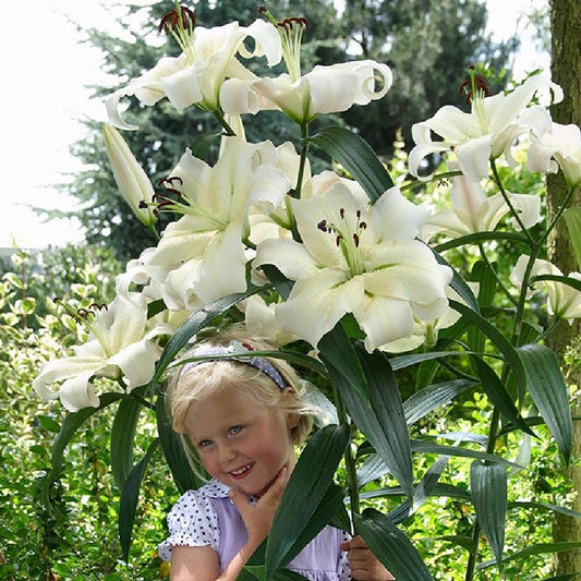 giant ot zambesi lily