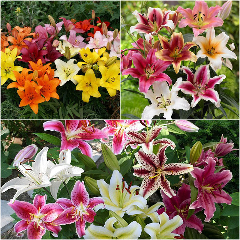 lily landscaper mix