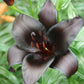 lily night rider