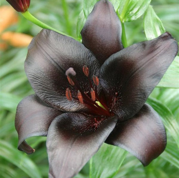 Trumpet Asiatic Lily Bulbs - Night Rider | Flower Bulbs | Eden Brothers