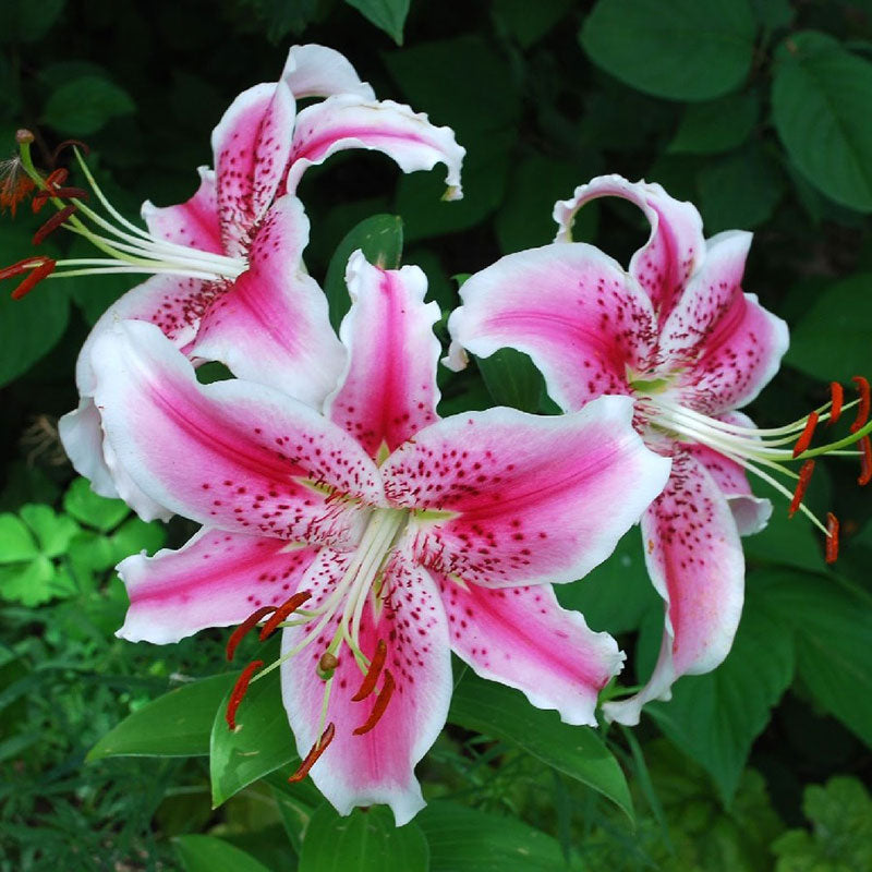 oriental lily stargazer