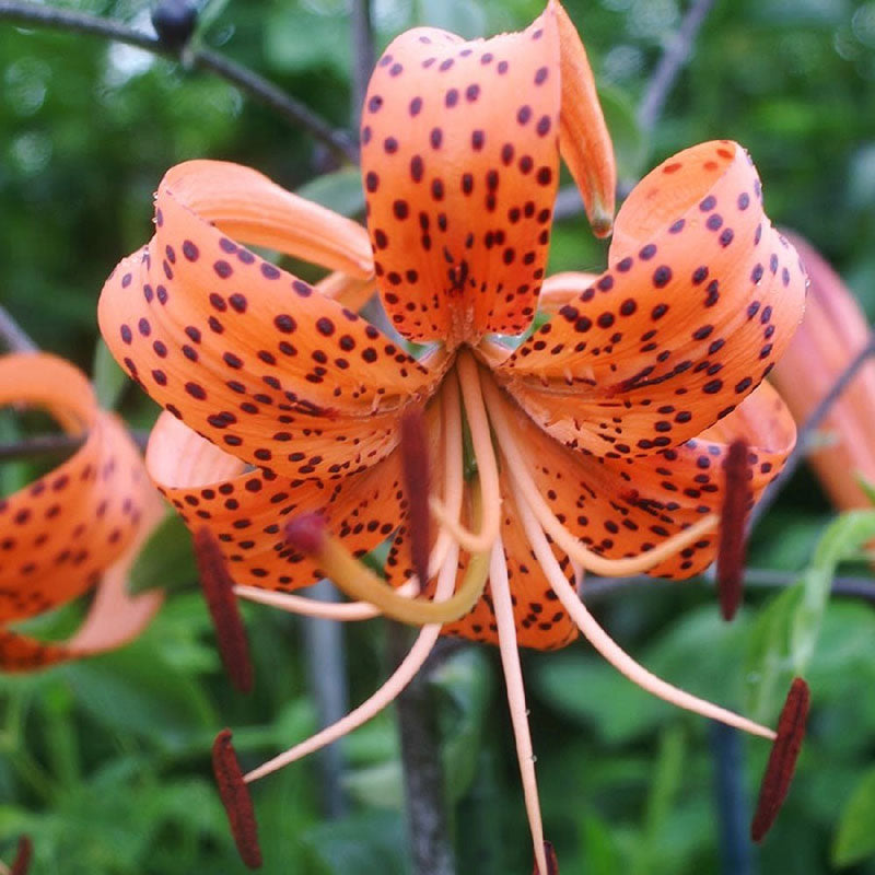 lily tigrinum splendens