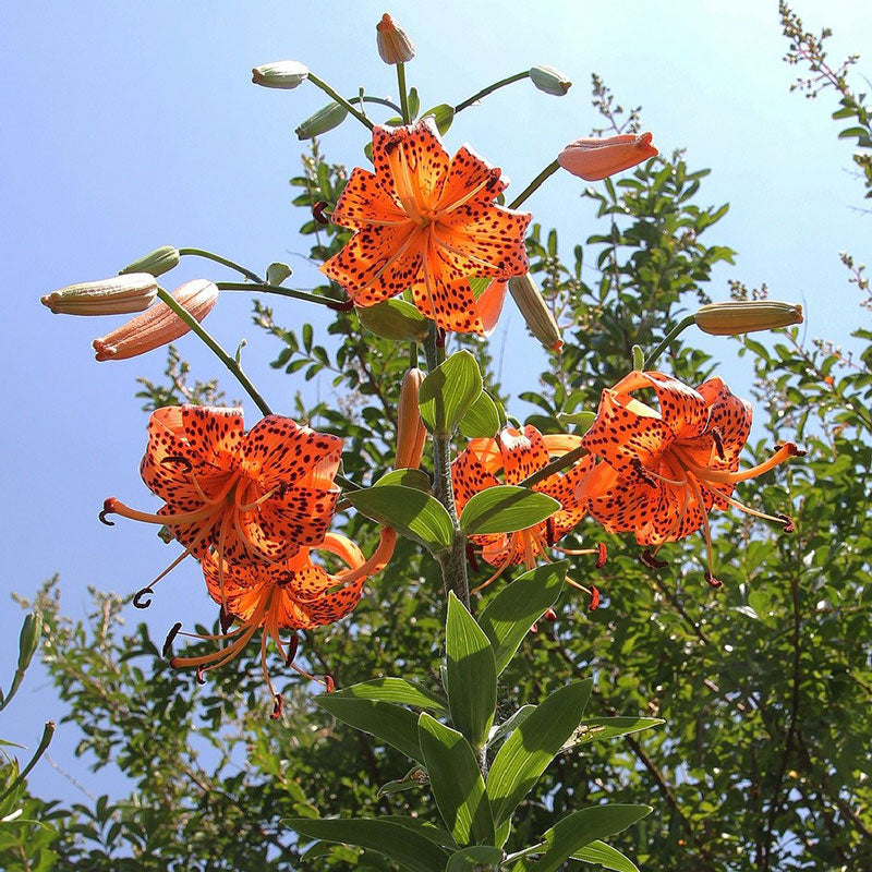 lily tigrinum splendens