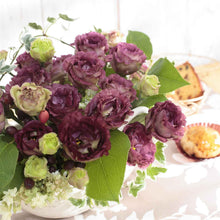 Lisianthus rosanne brown ruffled lavender blooms with soft green leaves and buds.