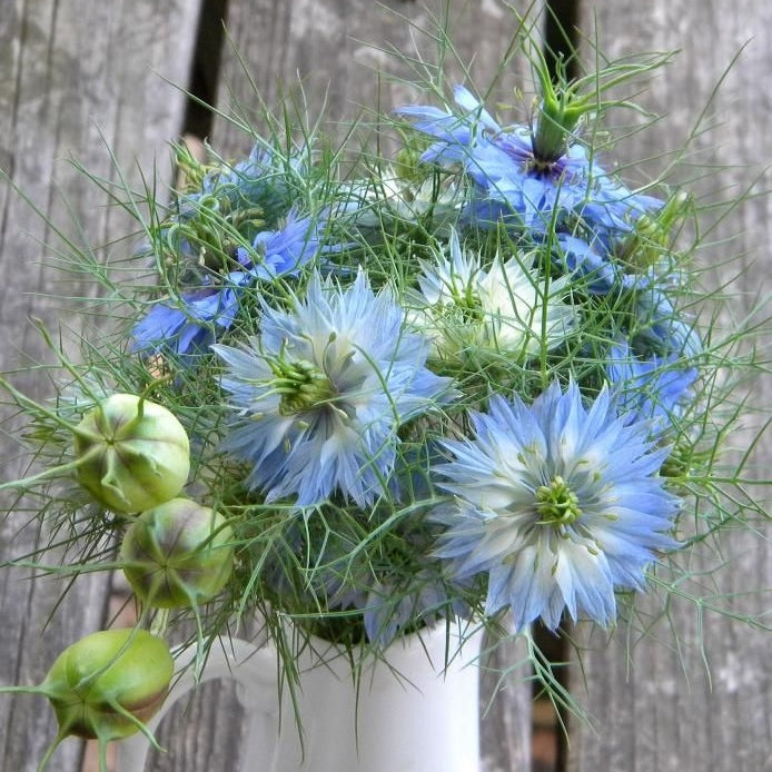love in a mist blue