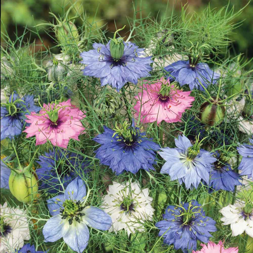 love in a mist mixed