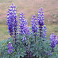 arroyo lupine 