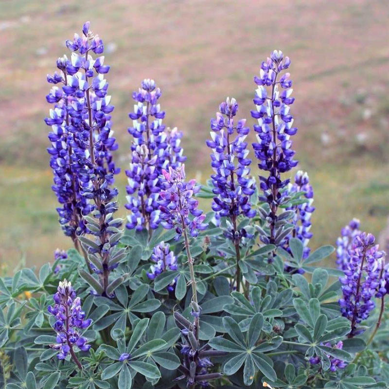 arroyo lupine 