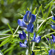 Arroyo lupine tall purple bloom with green foliage against a bright green background.