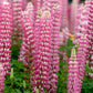 chatelaine russell lupine 