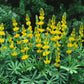 annual lupine golden yellow