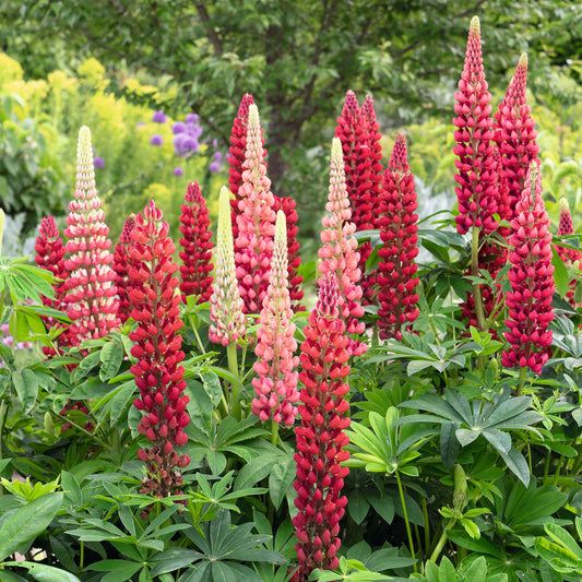 my castle russell lupine