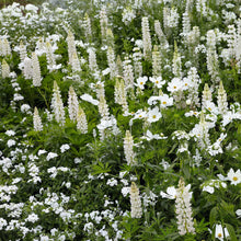 Noble maiden russell lupine pink and purple spiky blooms with green leaves in a garden.