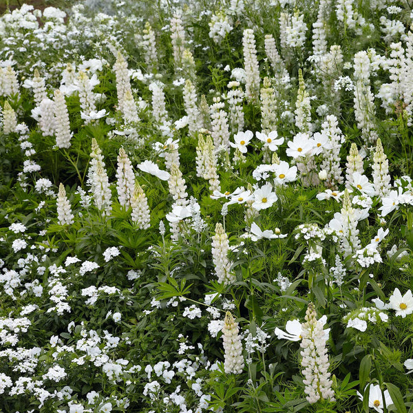 nella. x Garden of eden Lupinus charm