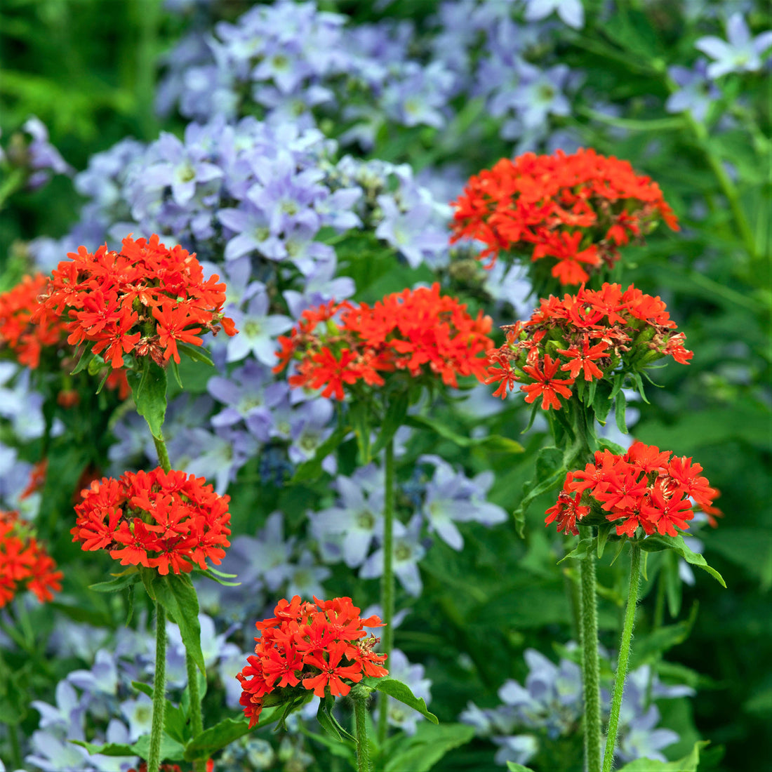 Maltese Cross Seeds | Flower Seeds in Packets &amp; Bulk | Eden Brothers