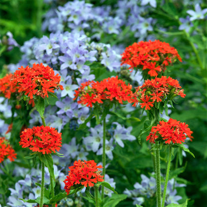 Maltese cross vivid red flower clusters with notched petals and blue flowers in the background.