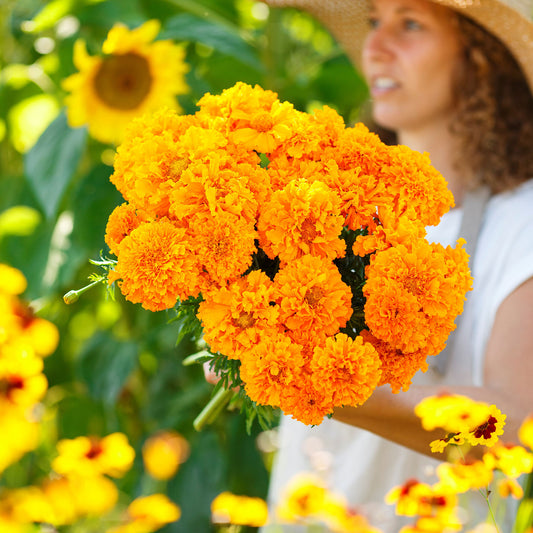 african marigold hawaii