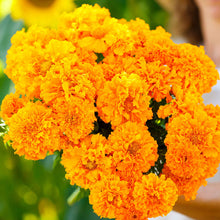 African marigold hawaii bright orange and yellow bloom with green leaves in soft focus.