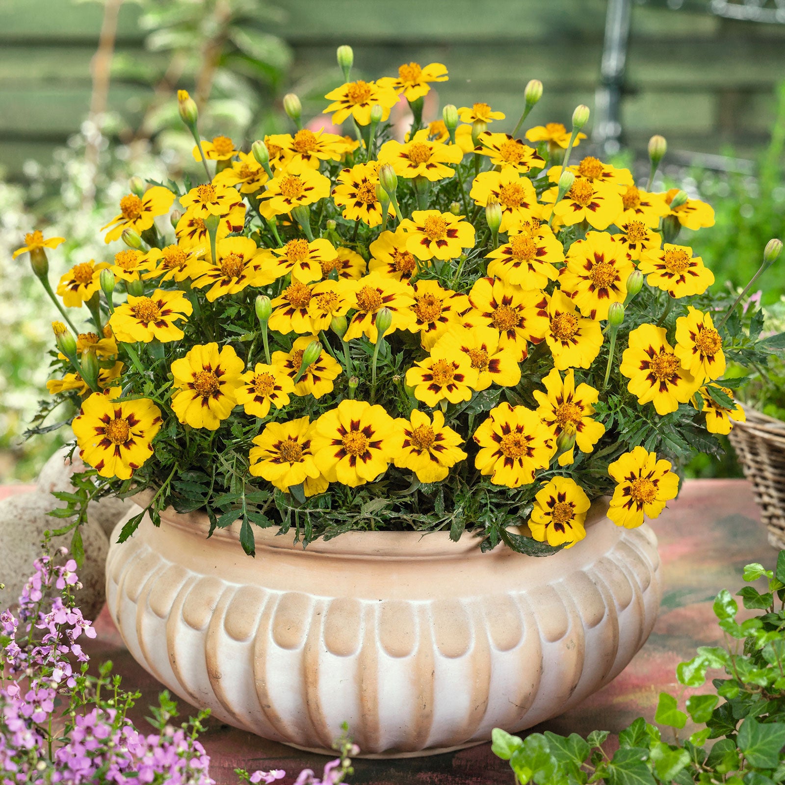 French marigold legion honor single orange bloom with a dark center on a blurred backdrop.
