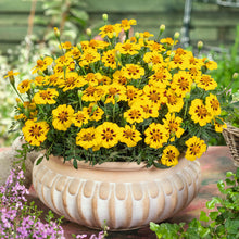 French marigold legion honor single orange bloom with a dark center on a blurred backdrop.