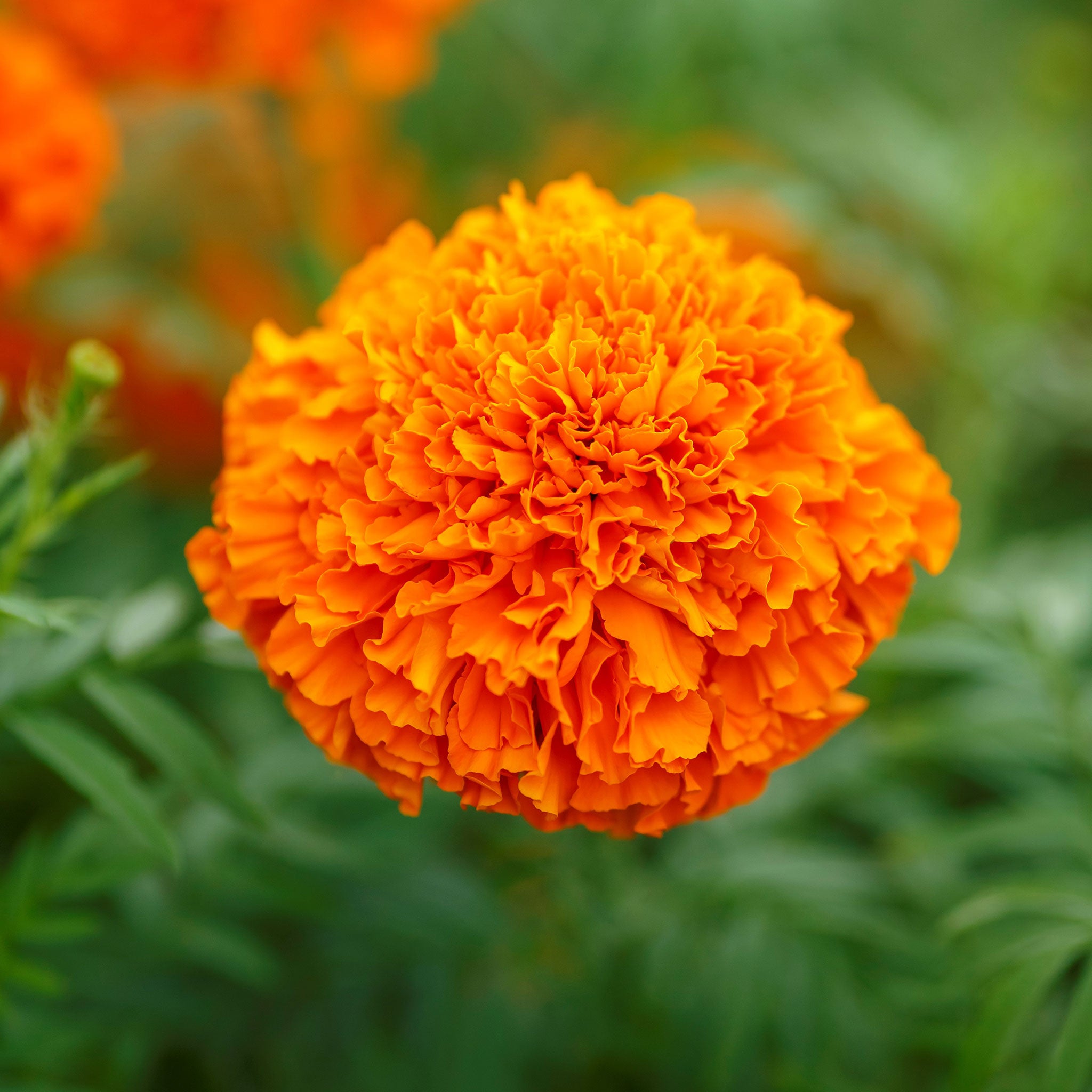 A close-up of a vibrant Mandarin marigold flower with ruffled petals and a green stem.