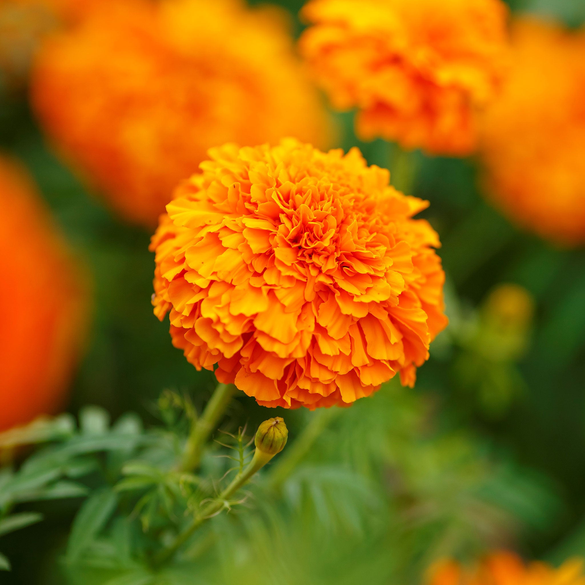 A close-up of a vibrant Mandarin marigold flower with ruffled petals and a green stem.
