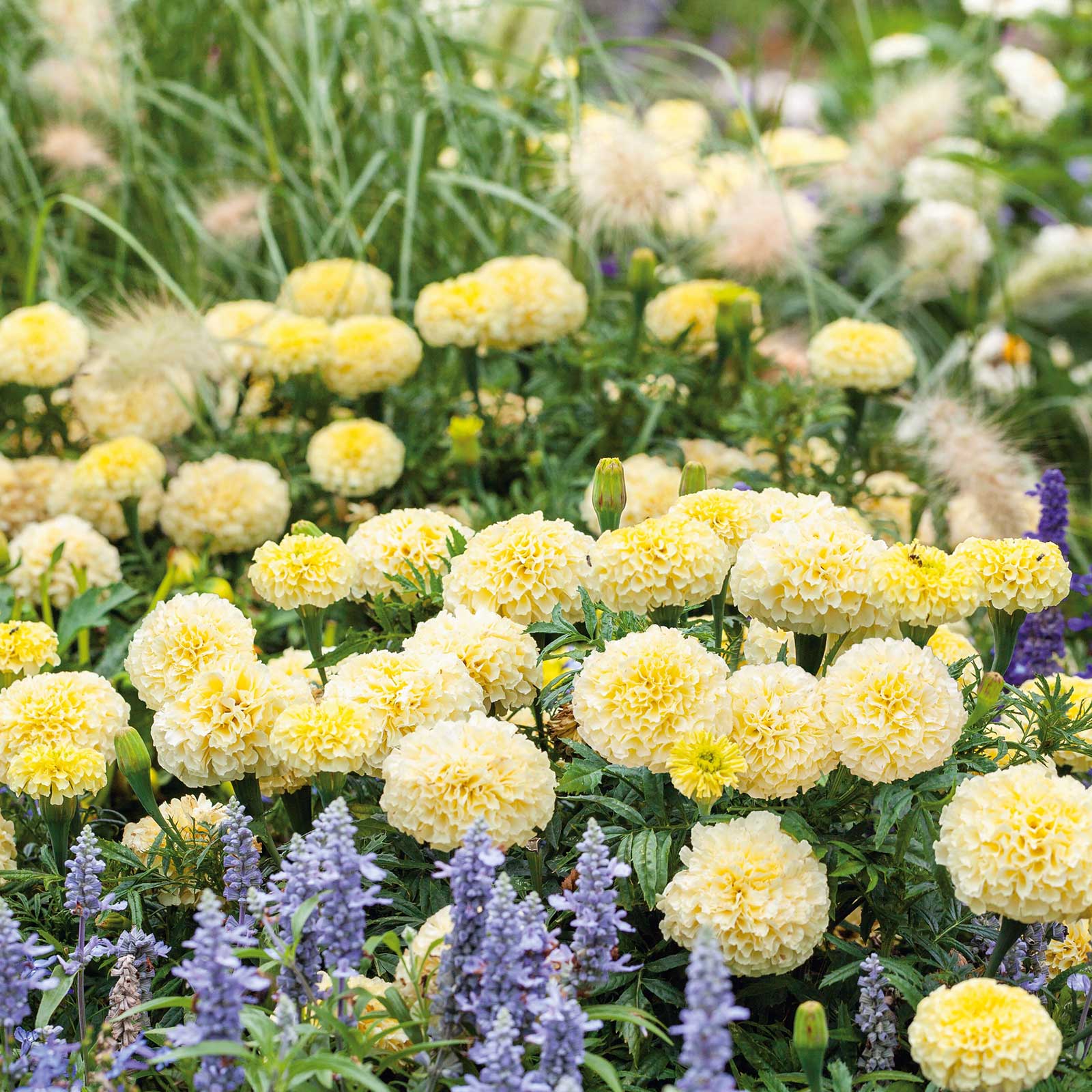 Moonlight african marigold bright yellow bloom with green foliage on a blurred backdrop.