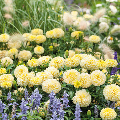 Moonlight african marigold bright yellow bloom with green foliage on a blurred backdrop.