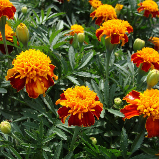 french marigold orange flame