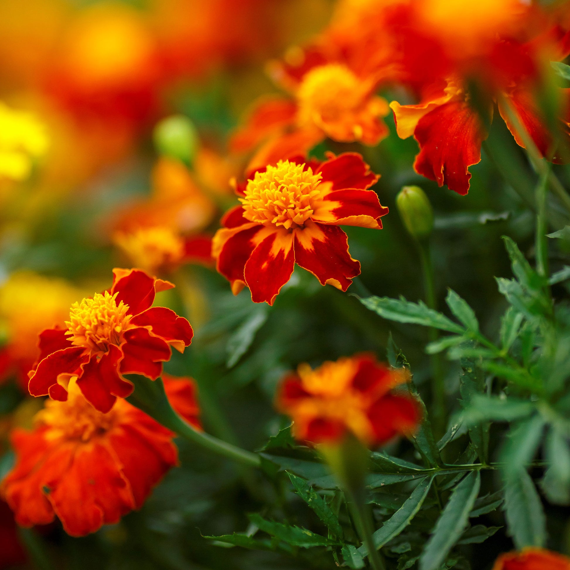 French Marigold Seeds - Orange Flame | Flower Seeds in Packets & Bulk ...