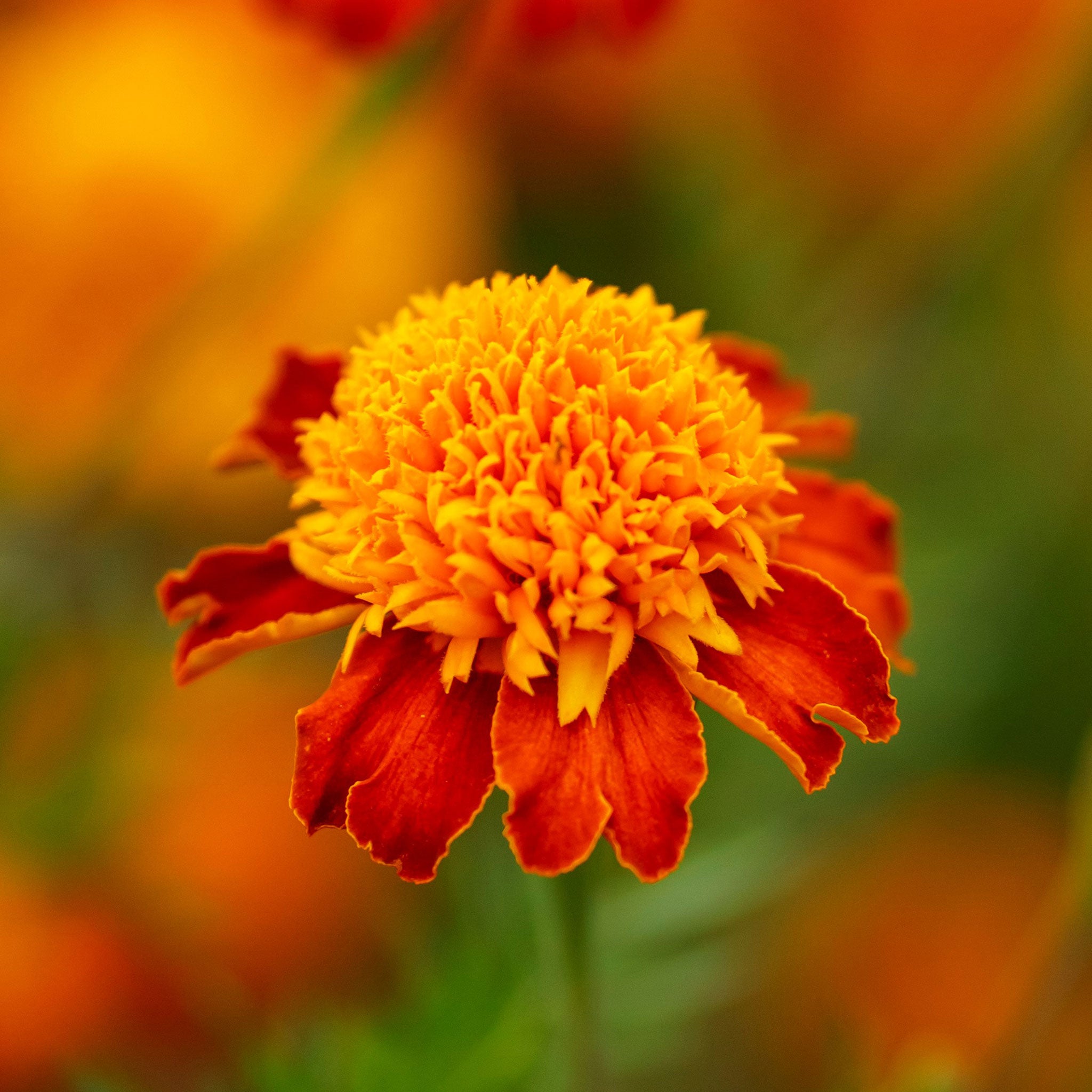 Close-up of a vibrant orange flame marigold flower with ruffled petals and a yellow center.
