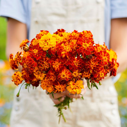 Panther french marigold vibrant yellow and orange ruffled petals on a blurred green backdrop.