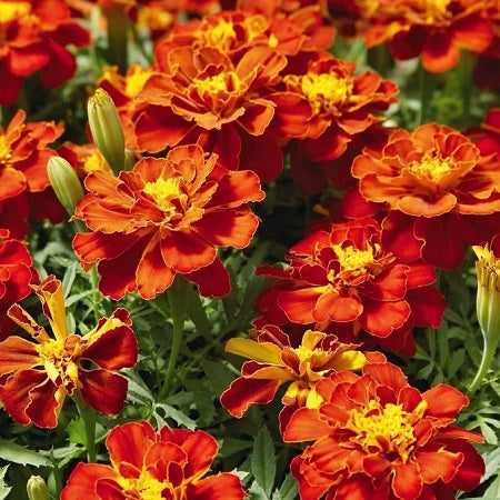 red Cherry french marigold 