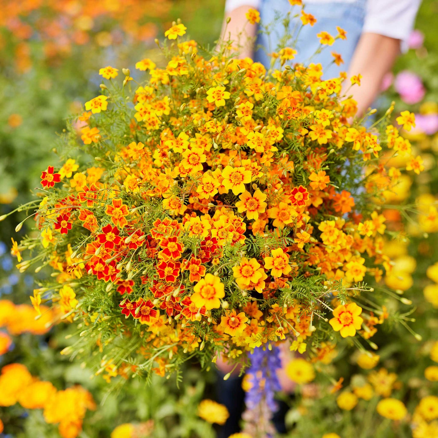 marigold starfire mix