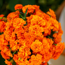French marigold tangerine fully bloomed orange flower with lush green foliage in the background.
