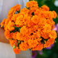 french marigold tangerine