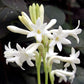 mexican tuberose
