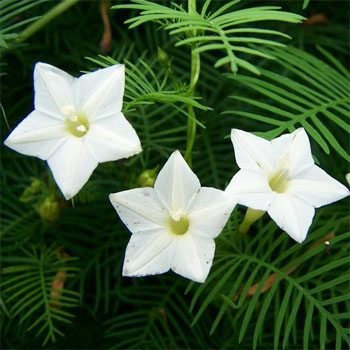 cardinal climber white