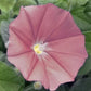 chocolate morning glory 