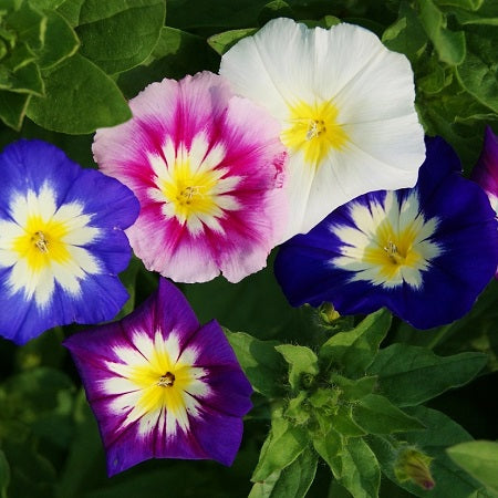 mixed dwarf morning glory 