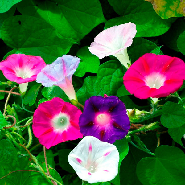 Morning Glory Seeds - Imperial Mix | Flower Seeds in Packets