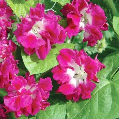 japanese ruffled morning glory 