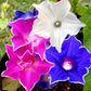 kikyo zaki morning glory 