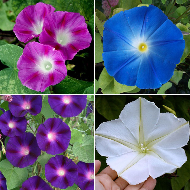 morning glory seed mix