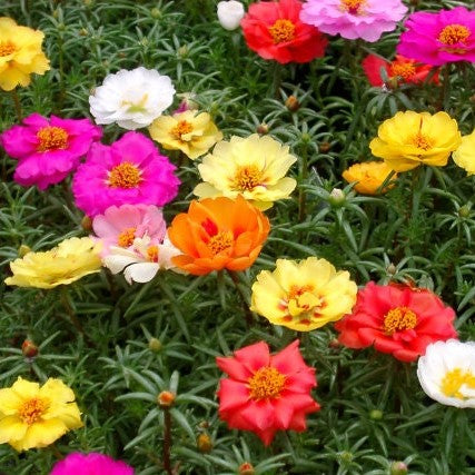 moss rose double mix