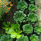 tatsoi mustard 