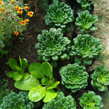 A close-up of a vibrant green tatsoi mustard plant with broad, spoon-shaped leaves in a garden setting.