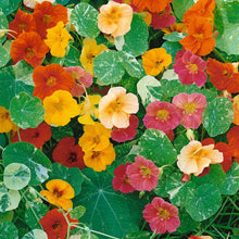 Orange Nasturtium Alaska Mix flower with green and white variegated leaves on blurred background